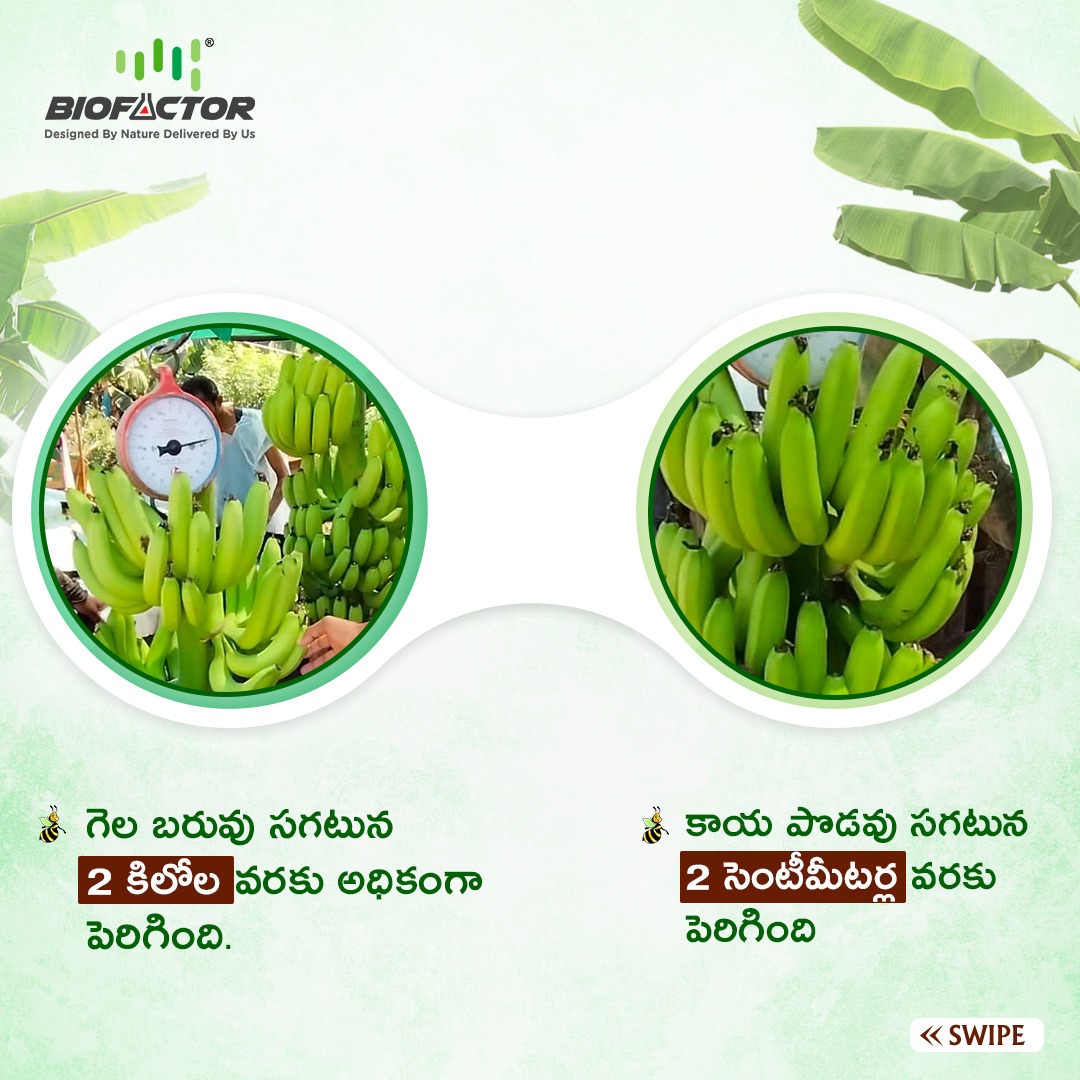 BiofactorIndia's tweet image. అరటి రైతు విజయ గాదా
 మహారాష్ట్రకు చెందిన అరటి రైతు ప్రశాంత్ మహాజన్ బయో ఫ్యాక్టర్ ఉత్పత్తులను వాడటం వలన గెలకు రెండు కిలోల బరువు మరియు మరియు కాయ పొడవు  రెండు సెంటీమీటర్లు వరకు అధికంగా పెరిగినందుకుగాను అతను ఎంతగానో సంతోషించారు 
.
.
#biofactor #biofertilizers #farmer  #agriculture