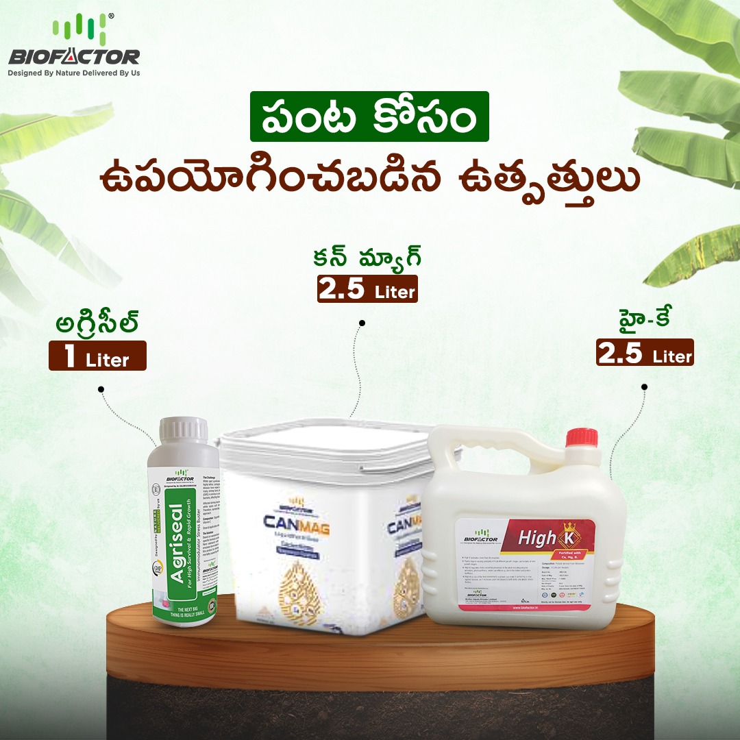 BiofactorIndia's tweet image. అరటి రైతు విజయ గాదా
 మహారాష్ట్రకు చెందిన అరటి రైతు ప్రశాంత్ మహాజన్ బయో ఫ్యాక్టర్ ఉత్పత్తులను వాడటం వలన గెలకు రెండు కిలోల బరువు మరియు మరియు కాయ పొడవు  రెండు సెంటీమీటర్లు వరకు అధికంగా పెరిగినందుకుగాను అతను ఎంతగానో సంతోషించారు 
.
.
#biofactor #biofertilizers #farmer  #agriculture