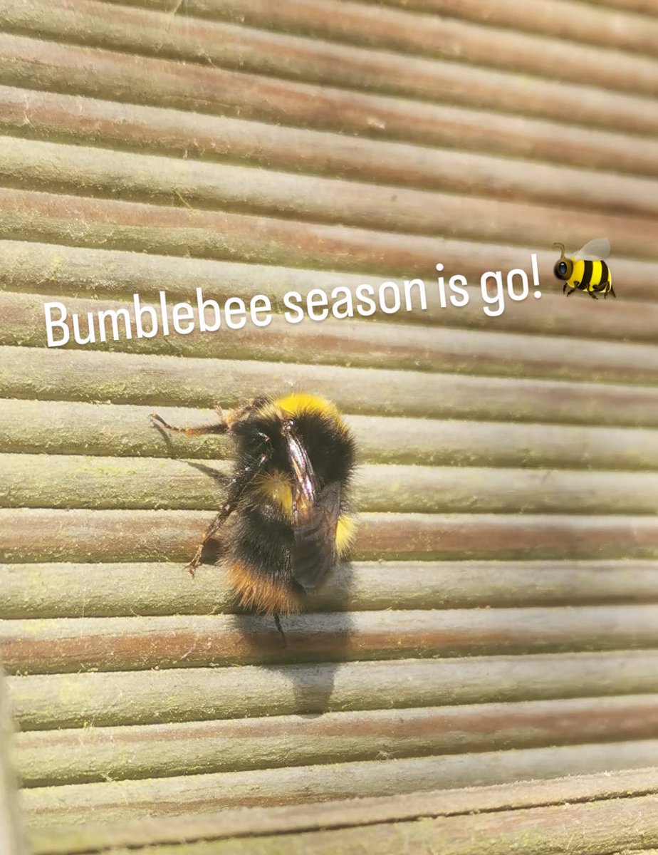 Woohoo Bumblebee season is go! First Bee Walk of the year, zero bees then having lunch in the garden this cute little Bombus Prato rum queen popped by to say hi! 🐝 @BumblebeeTrust @BuzzingScotland