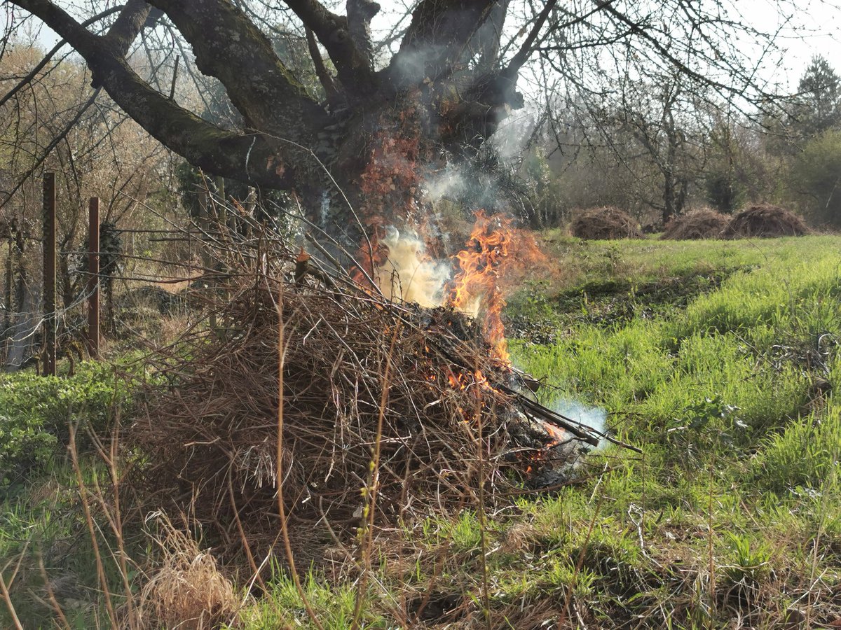 Habe den Frühling an der Bergstraße mit Feuer im Weinberg begonnen. Zaunammern schauten zu.