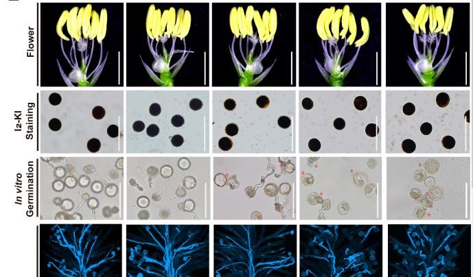 LETTER: Overcoming functional redundancy in three actin depolymerizing factor genes for rice pollen tube growth (Eui-Jung Kim, Woo-Jong Hong, Minseo Kang, Jong-Seong Jeon, Yu-Jin Kim, Ki-Hong Jung) buff.ly/3VuIfvY @ASPB #PlantSci