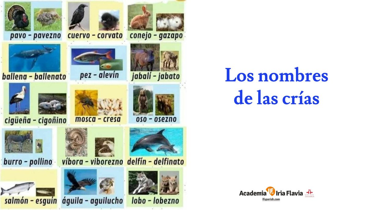 ¿Conoces el nombre de la cría del caballo? ¿Y la del perro? 🐶 🐱 🦍 🦁 🐴