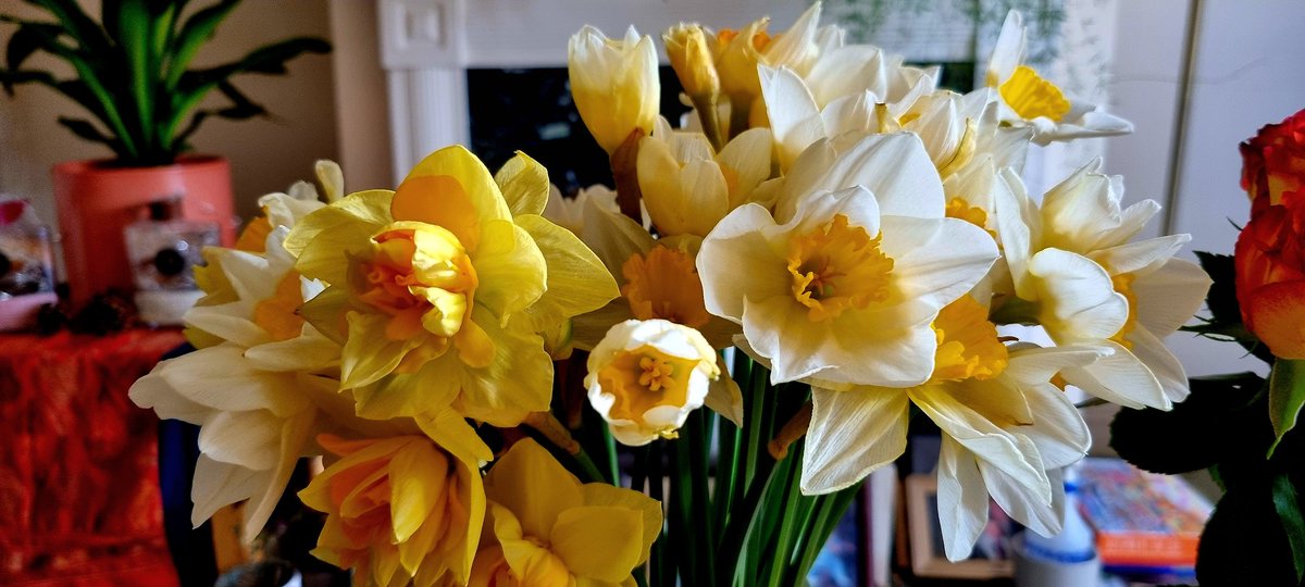 Bought these at Thriplow. Gorgeous.
#lovedaffs #daffodils