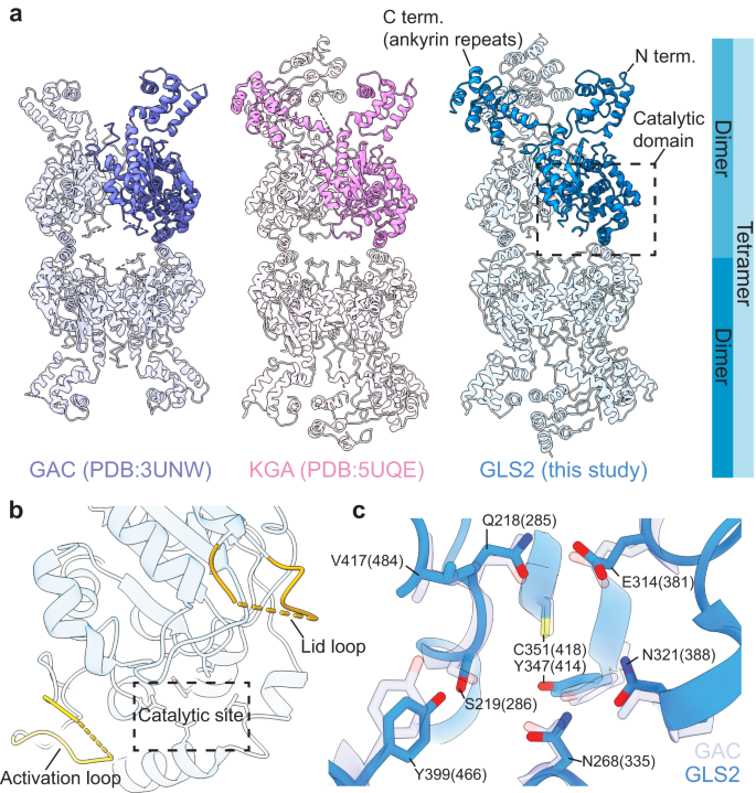 Authors <a href="/10feng/">Shi Feng凤石</a> and colleagues from <a href="/Cornell/">Cornell University</a>, <a href="/CornellChem/">CornellChemistry</a>, <a href="/CornellMolMed/">Cornell University Molecular Medicine</a> show that glutaminases form filamentous structures necessary for their catalytic activity.  #cryo-EM, #cryoEM, #CancerResearch, #StructuralBiology
nature.com/articles/s4146…