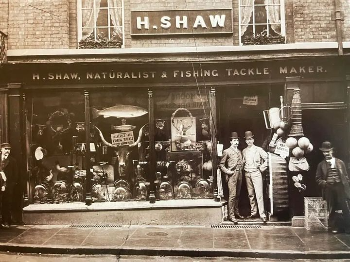 Henry Shaw’s Taxidermy Shop, Shrewsbury, Shropshire taken in 1896. During the Victorian period in England, taxidermy rose to prominence as a highly regarded and fashionable pursuit, mirroring the era’s fascination with nature, exploration, and the macabre.