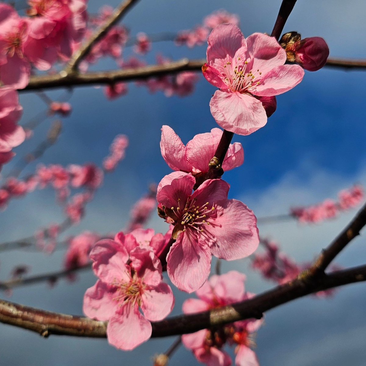 15minuteshipley's tweet image. First day of spring and #InternationalDayOfHappiness 
Despite the rain in Shipley today, I'm happy I live near a walkable
🏊🏽‍♀️ Swimming pool
📚 Library 
☕️ Cafe
👶🏾 Nursery and playgroup
🌸 Park
What are your reasons to be happy today?