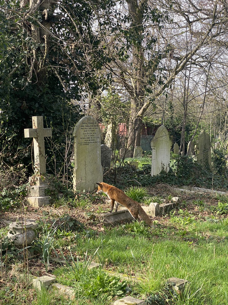Enjoying this wonderful weather with a local fox