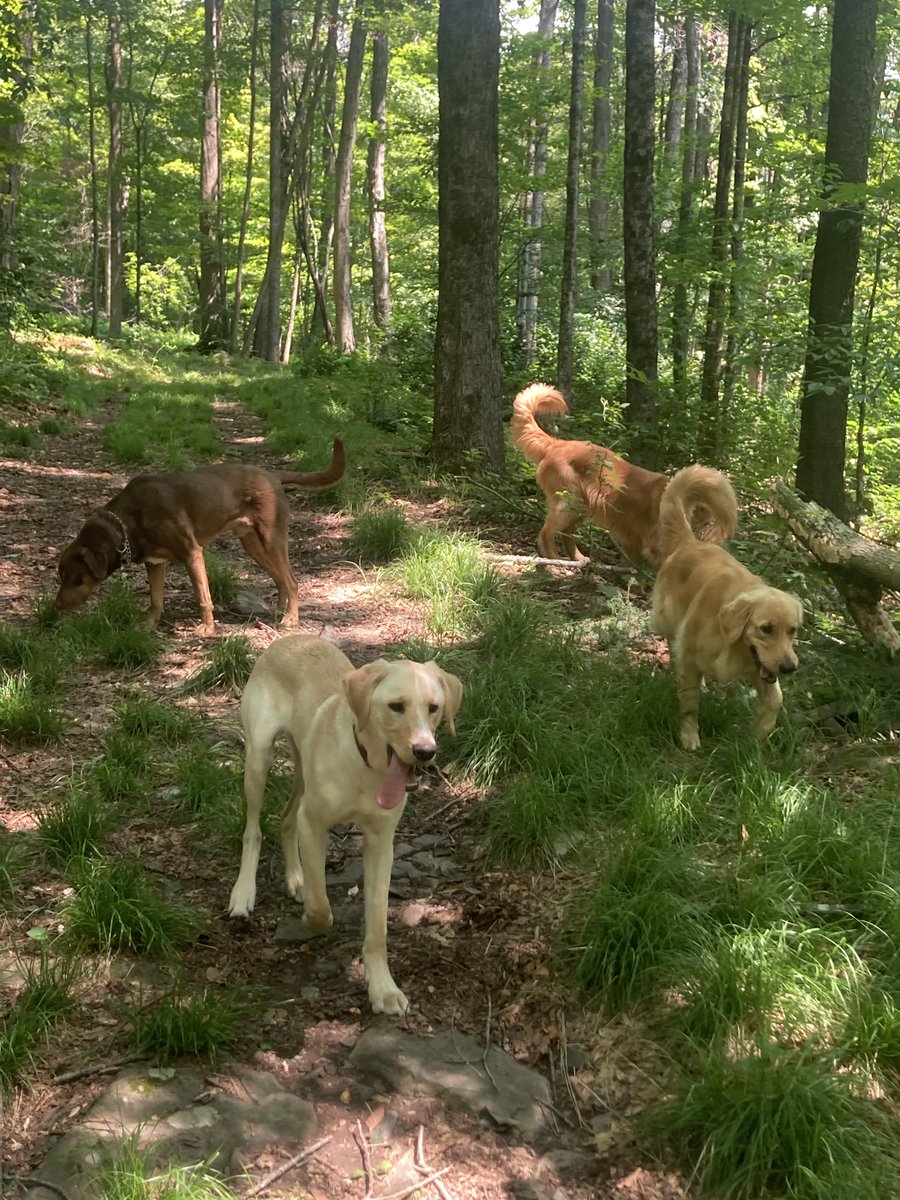 CopingwCancer's tweet photo. Meanwhile: the subject of chemo. Biggest mistake I made was experiencing nausea lying down. That only exacerbates the symptoms. To move, go down to the river, up the clearing, into the street--no matter how I felt--always improved the condition. Walking w/ dogs = the BEST thing. https://t.co/47LabWQ1gL