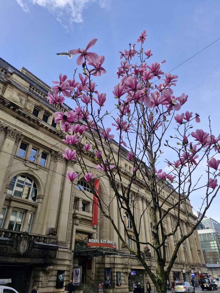 Spring in the City! 
Living in a very urban environment can make it harder to connect with nature. I miss seeing front gardens, local parks and wild flowers in big open spaces!
This flamingo pink magnolia standing proudly made me smile 😊 #mindfulness #nature
