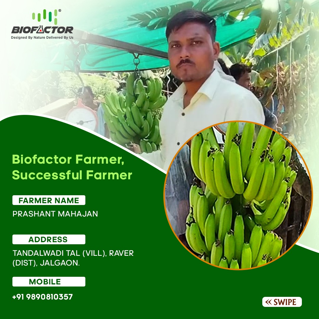 BiofactorIndia's tweet image. 🌱 Biofactor Farmers Success:

Prashant, one of our esteemed farmers, has recently achieved remarkable results in #bananafarming with the help of #Biofactor's innovative products. 
.
.
 #biofertilizers #farmer #agriculture  #farmerssuccess #bananatree #highyeilds #trendingnow