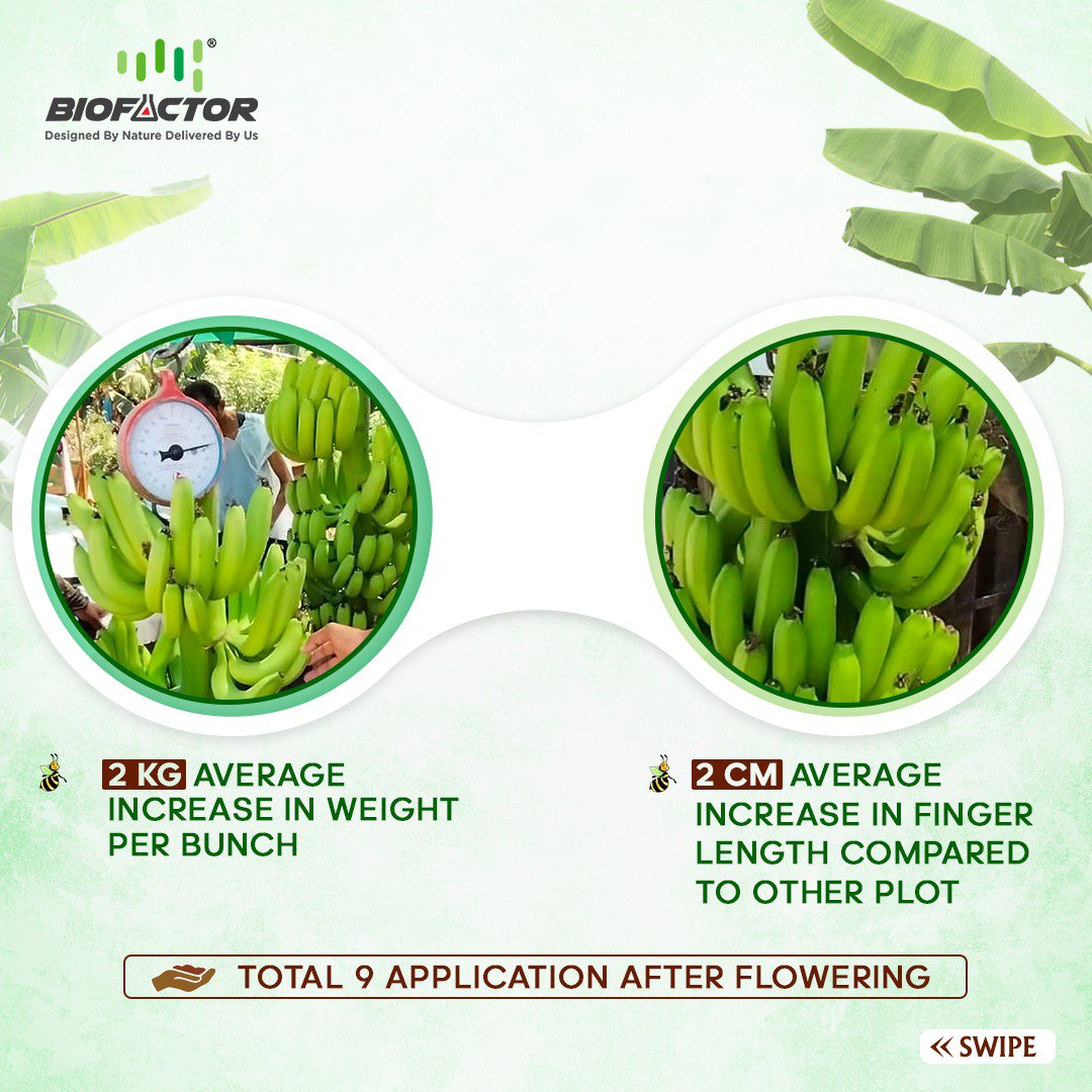 BiofactorIndia's tweet image. 🌱 Biofactor Farmers Success:

Prashant, one of our esteemed farmers, has recently achieved remarkable results in #bananafarming with the help of #Biofactor's innovative products. 
.
.
 #biofertilizers #farmer #agriculture  #farmerssuccess #bananatree #highyeilds #trendingnow