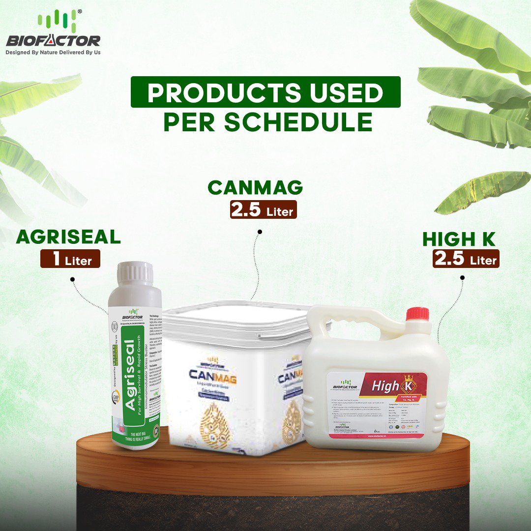 BiofactorIndia's tweet image. 🌱 Biofactor Farmers Success:

Prashant, one of our esteemed farmers, has recently achieved remarkable results in #bananafarming with the help of #Biofactor's innovative products. 
.
.
 #biofertilizers #farmer #agriculture  #farmerssuccess #bananatree #highyeilds #trendingnow
