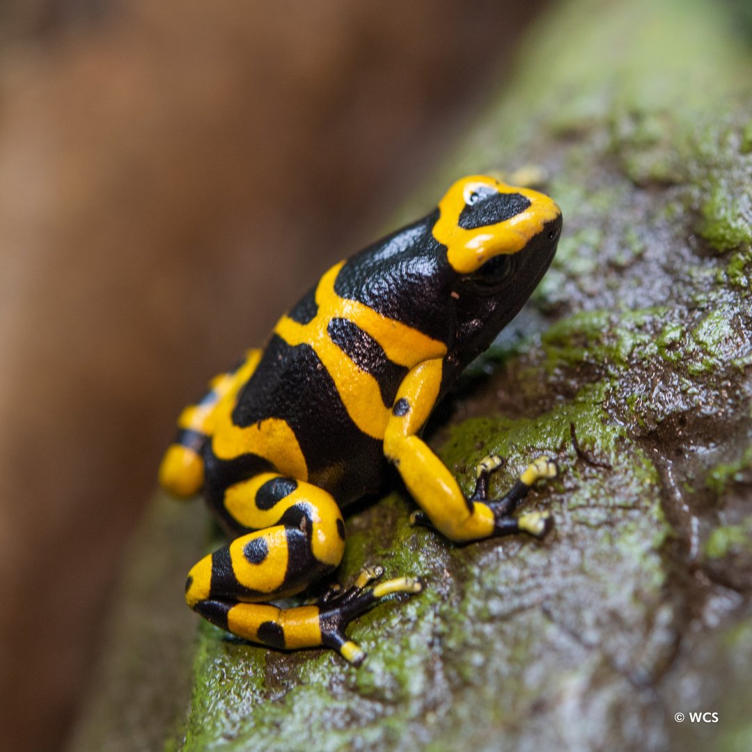 Amphibian lovers rejoice! It’s #WorldFrogDay! Celebrate by hopping over to the Bronx Zoo, where you’ll find many fascinating frog species in World of Reptiles, like this yellow-headed poison frog.