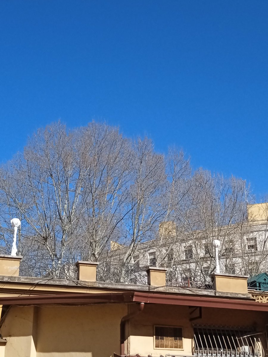 srmcarla's tweet photo. #ore15
#20Marzo
"Primavera d'intorno
brilla nell'aria, e per li campi esulta,
sí ch'a mirarla intenerisce il core" ha cantato il Leopardi.
Il nostro giardino davvero esulta. Solo i platani di Via Veneto, oltre il muro, tendono i loro rami ancora spogli nel bel cielo azzurro. https://t.co/X6OQvGl2Es