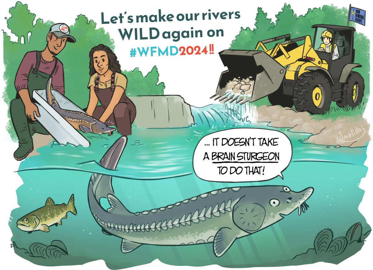 🎉Happy #WorldRewildingDay!🐟 Today we celebrate nature's resilience and those helping restore ecosystems. Rewilding rivers involves many actions: reintroducing fish, removing dams, creating wildlife shelters... Keep #rewilding rivers! #WFMD2024 © @SmalishGalad