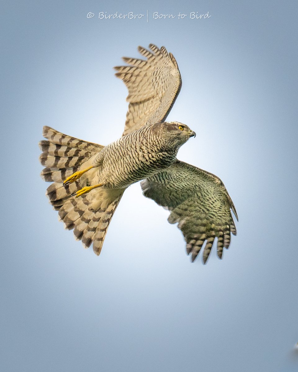 Sparrows beware ⚠️ 
The Sparrowhawk is on the loose 😨

#birdsofprey #birdsinflight #BIF #raptors #birds 
#BirdsSeenIn2024🇩🇪 #birdphotography #naturephotography #BirdTwitter #BirdsOfTwitter #BBCWildlifePOTD #ThePhotoHour