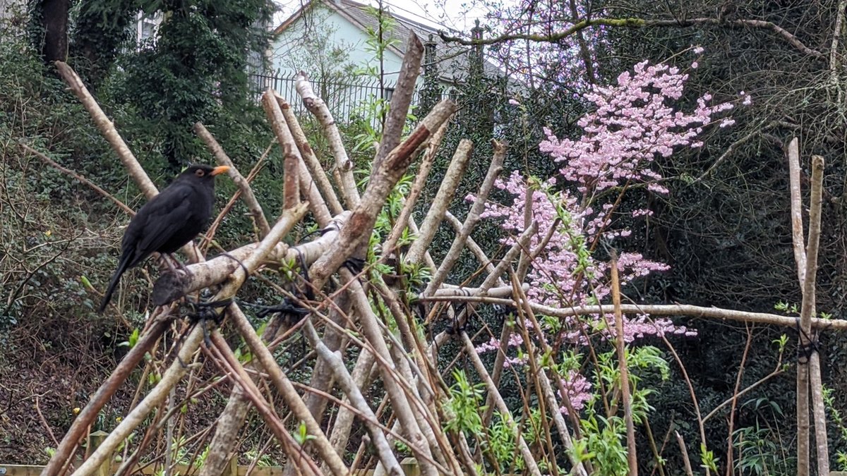 Mr Blackbird enjoying the tropical dry 11° at #betwspark #parcybetws #ybydybetws #ybydarbetws @Discovercarms @heritagefunduk @HeritageFundCYM @welshgovernment @bbccountryfile @BBCTheOneShow @garddioamwy @GWmag @walesbotanic @SFarms_Gardens @HeartWalesLine @Keep_Wales_Tidy #natur