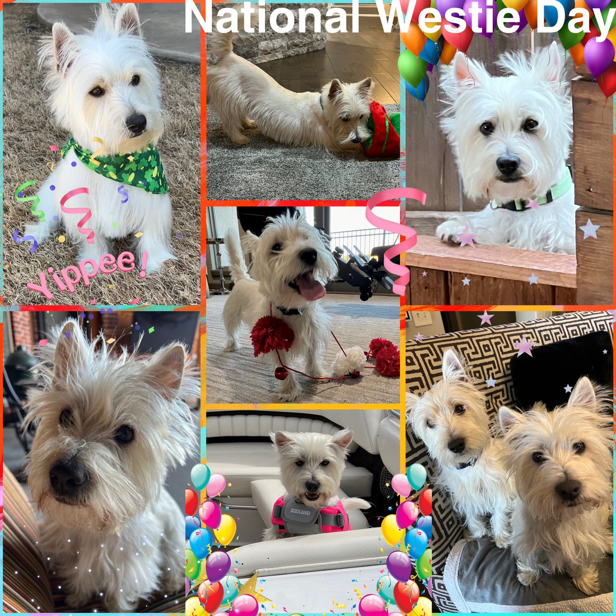 It’s #NationalWestieDay! 🐾🐾🎉🎉 Break out the bones! Grab the leashes! Get those pupcups ready! It’s OUR day! Wheeee!! 🎉🎉🐾🐾