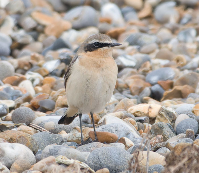 Good to have Wheatears back at Cley this morning.