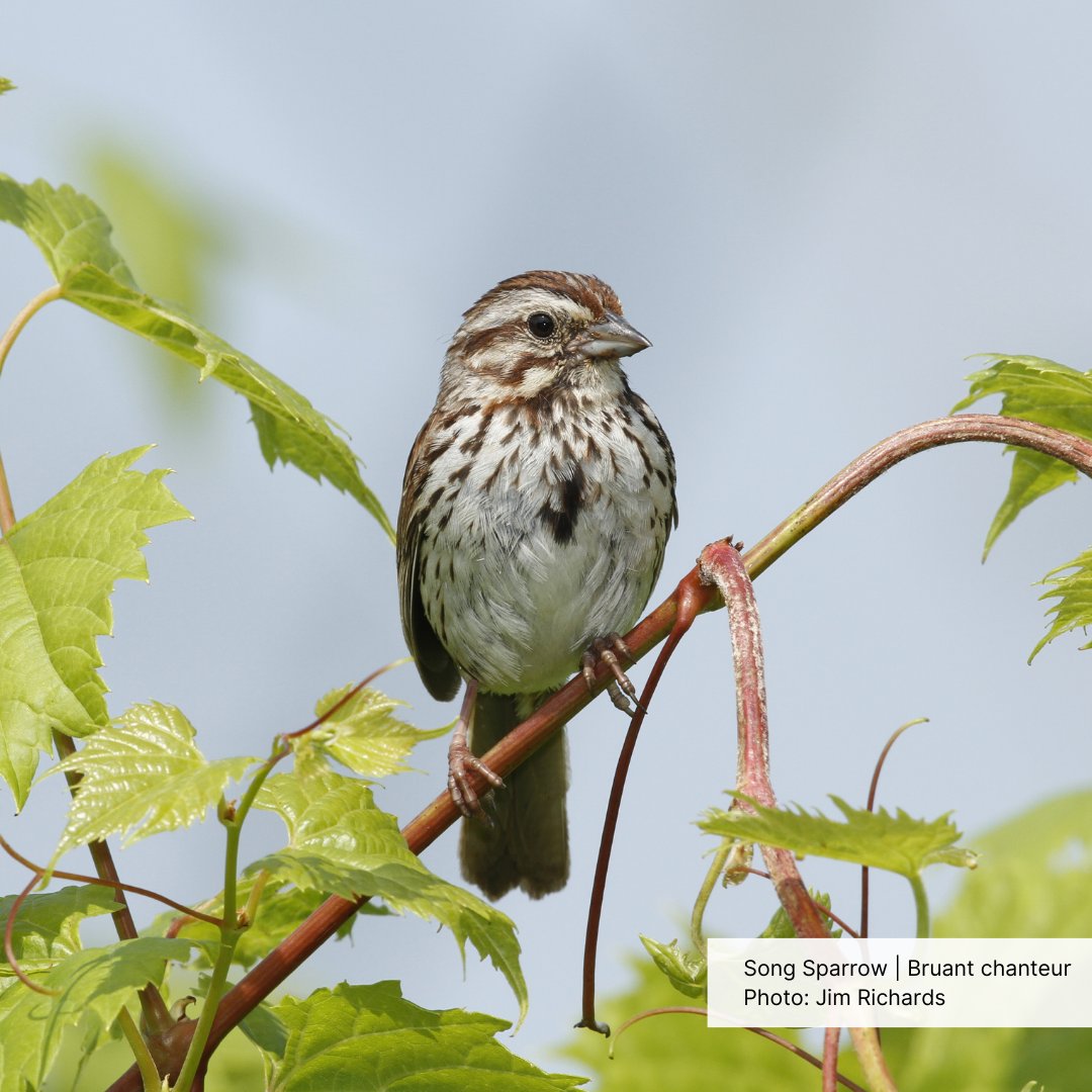 Today is World Sparrow Day!

Sparrows are subtle, but also very beautiful once you pause and take a moment to look at one closely. But there is nothing subtle about the beautiful song of the Song Sparrow! A welcome sign of spring right across southern Canada.