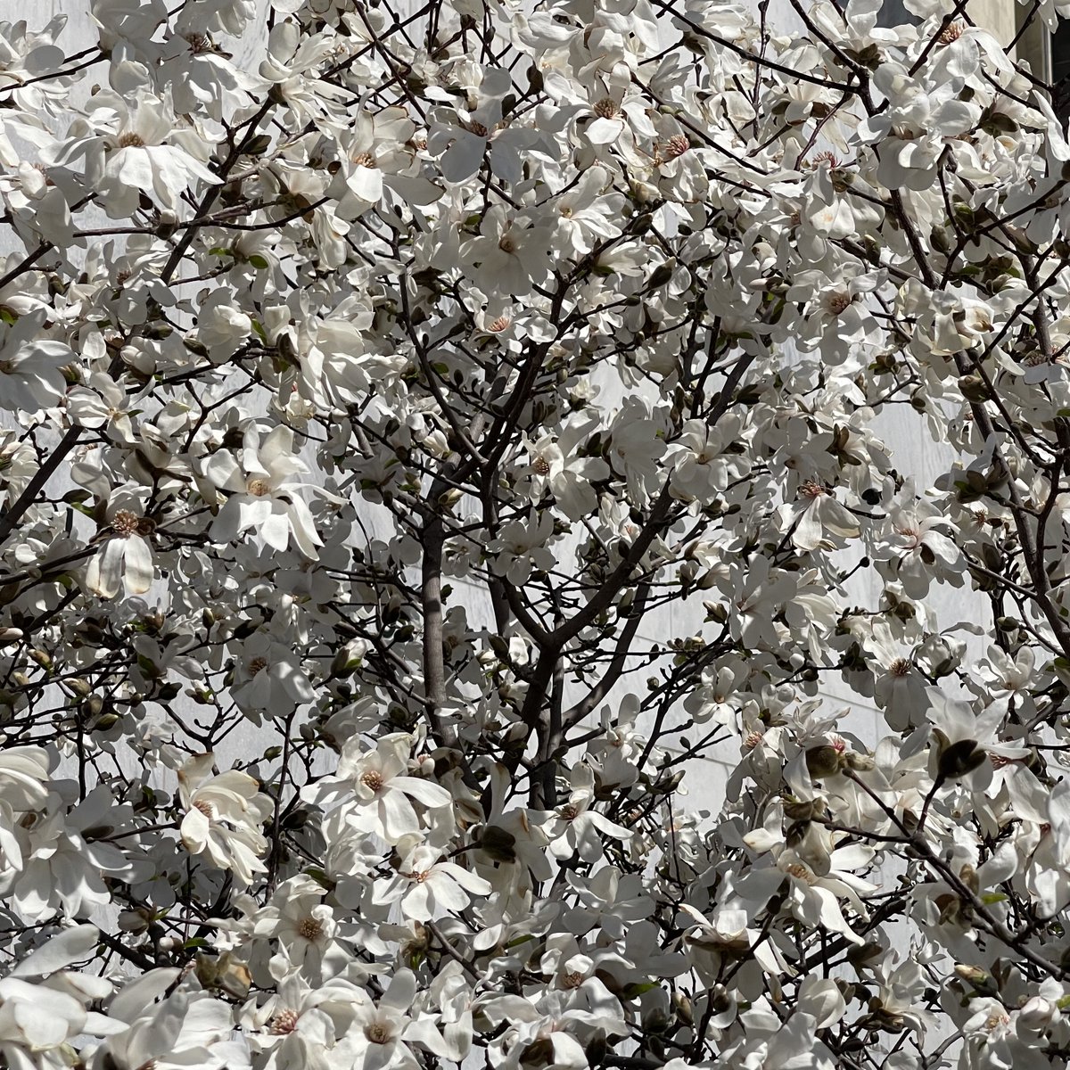 Happy Spring from your (flower) #buds at the New York State Capitol and Empire State Plaza in #Albany! Only a few short weeks until these beauties reach full bloom and spring is in full swing. 🌷🌸 🗓️ Plan a visit and slay #SpringAtThePlaza: on.ny.gov/ESPHome