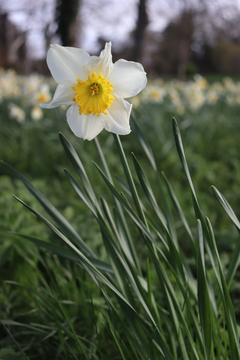 Happy #Spring #Equinox!
Here in the Northern Hemisphere, we are happy now the days will officially be longer than the night! 🌞👏
'Ostara' here in Ireland, a time of rebirth &amp; renewal sees the sun start to favour our side of the planet for the summer season. 😎