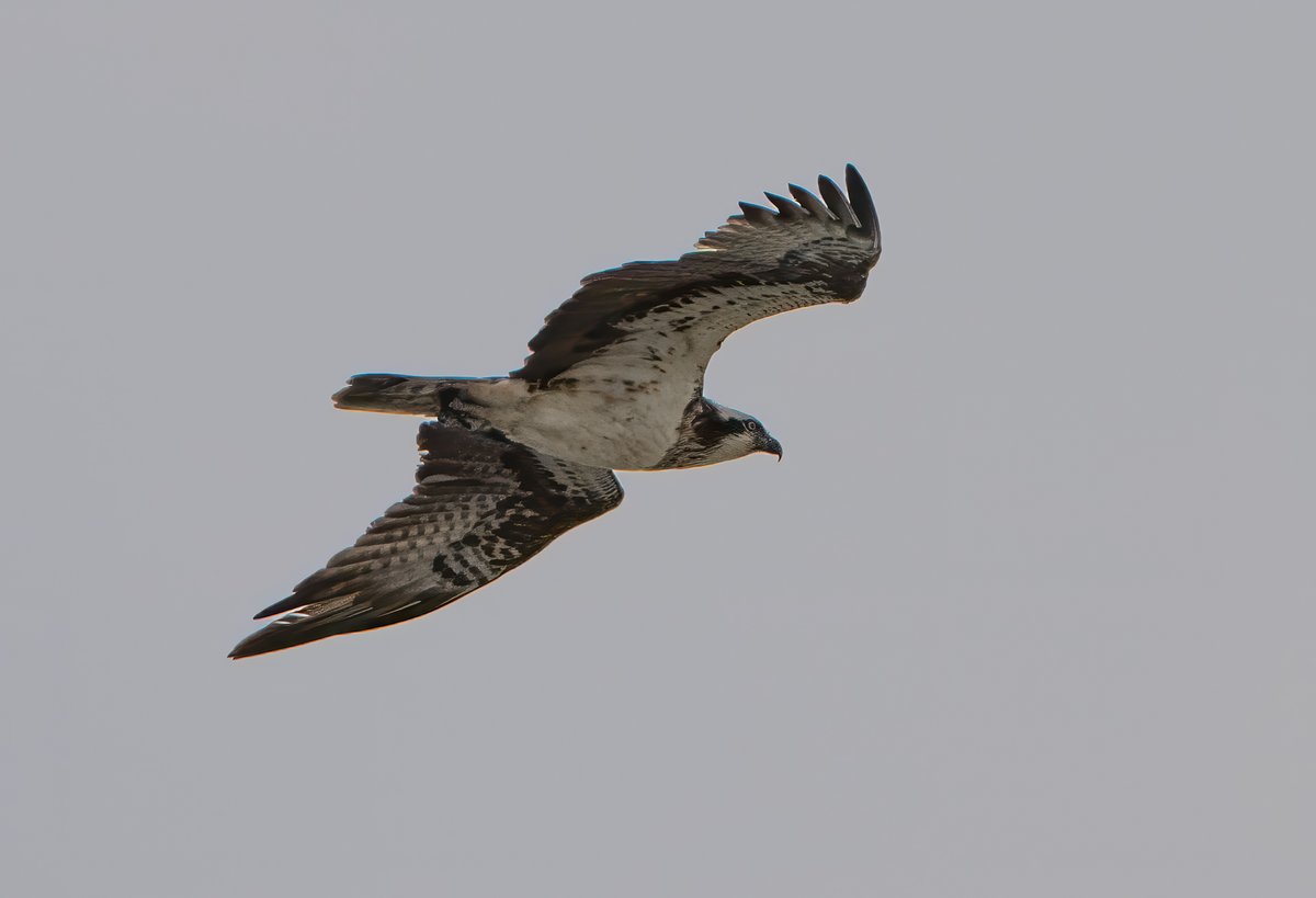 Osprey #birding @gonhsgib