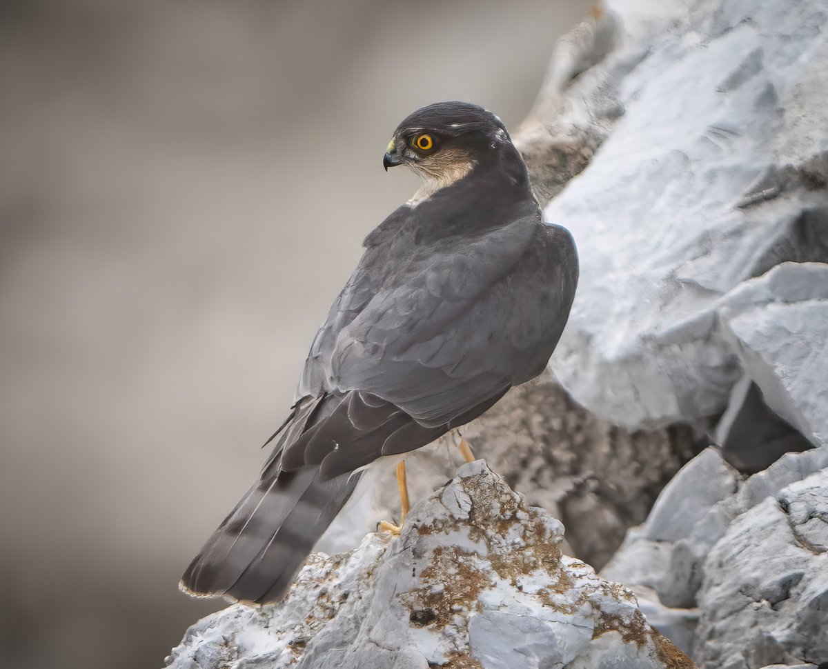 Sparrowhawk takes a brief rest after crossing the Strait of #Gibraltar #birding