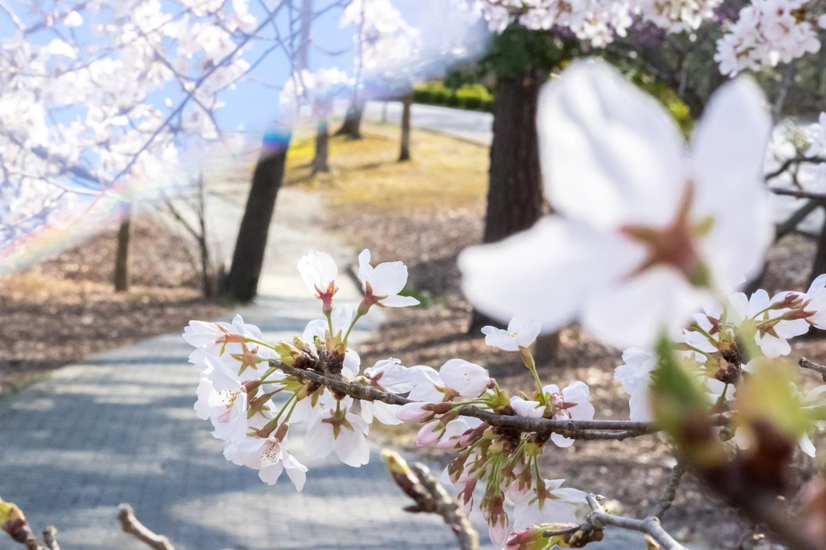 It's easy to see why this is one of our favorite times of the year. The flowers are in bloom, and the Park is waking up from its winter slumber, soon to be bursting with color. Head out for a stroll on the Noland Trail and catch a glimpse of the early spring blooms!🌸