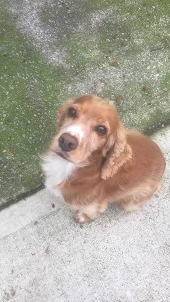 #SpanielHour #CockerSpaniel missing from #Threecastles/ #Freshford area since yesterday evening. 8 year old neutered female. Answers to name of Cristal. Family pet.🆘 @ThreecastlesGAA @MissingDogsIrl @MissingStolen @JacquiSaid @thedogfinder @muddypawscrime @RachaelB100