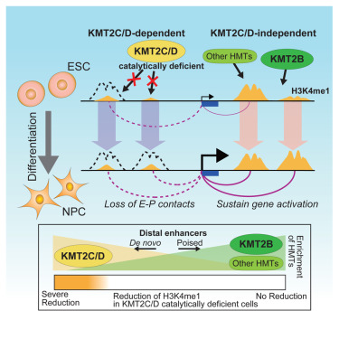 Molecular Cell tweet media