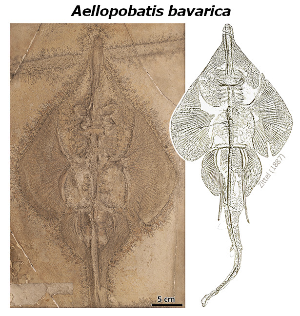 Morphological analysis & review of complete specimens reveals cryptic diversity in Late Jurassic batomorphs & recommends re-evalution of isolated teeth onlinelibrary.wiley.com/doi/full/10.10… @JuTuertscher @pJambura @Eduardo78217962 @Faviel_Danio @JurgenKriwet @FWF_at @wileyearthspace