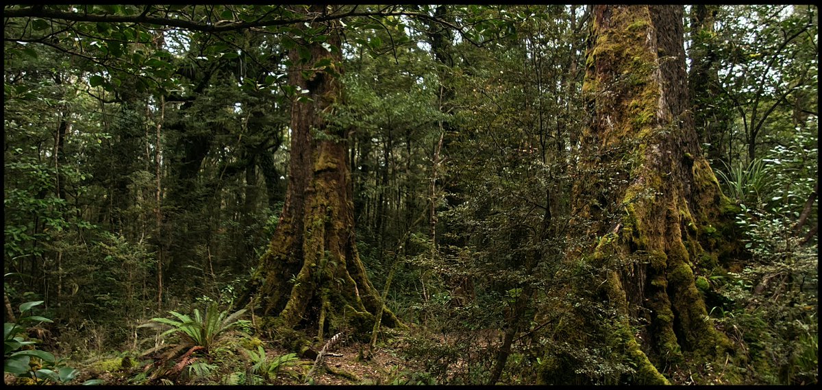 hottriggered's tweet image. te ra ngahere o te ao
world forest day 

paradise is this,

A
world within woods
surrounded with
symphonic sounds
natural

where
every element is an ecosystem within its own world

#ancientforest
@WorldForestsDay
#Kaimanawa
#Beech
(C) #hottriggeredkiwi