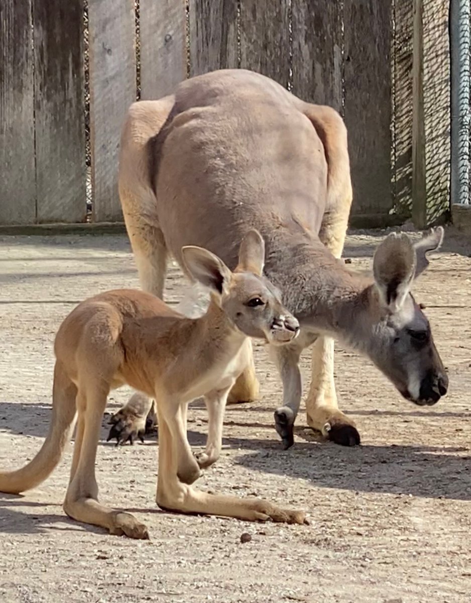 The UMKC Student Government Association got the chance to choose a list of potential names for one of the newest additions at the @KansasCityZoo and now the final vote is up to you! Vote at the link below to name the new joey! #RooUp🦘 kansascityzoo.org/form/name-red-…