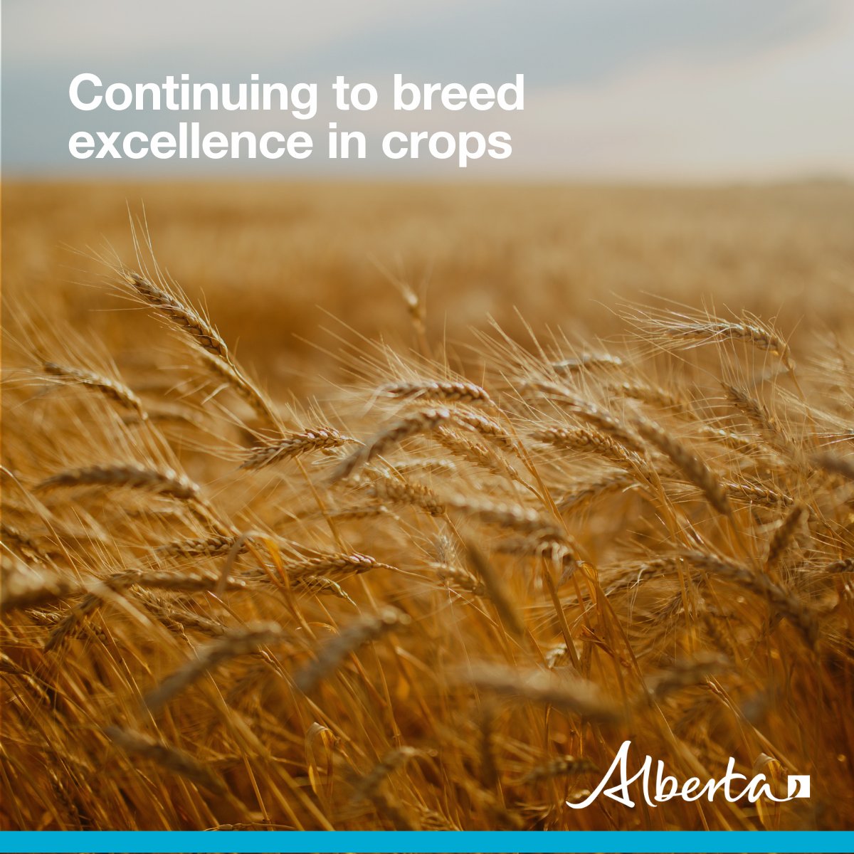 A new non-profit will continue to breed excellence in crops in Alberta.

Starting April 1, the Field Crop Development Centre will be Western Crop Innovations – which will ensure crop research that supports our farmers now and into the future.

Learn more: alberta.ca/release.cfm?xI…