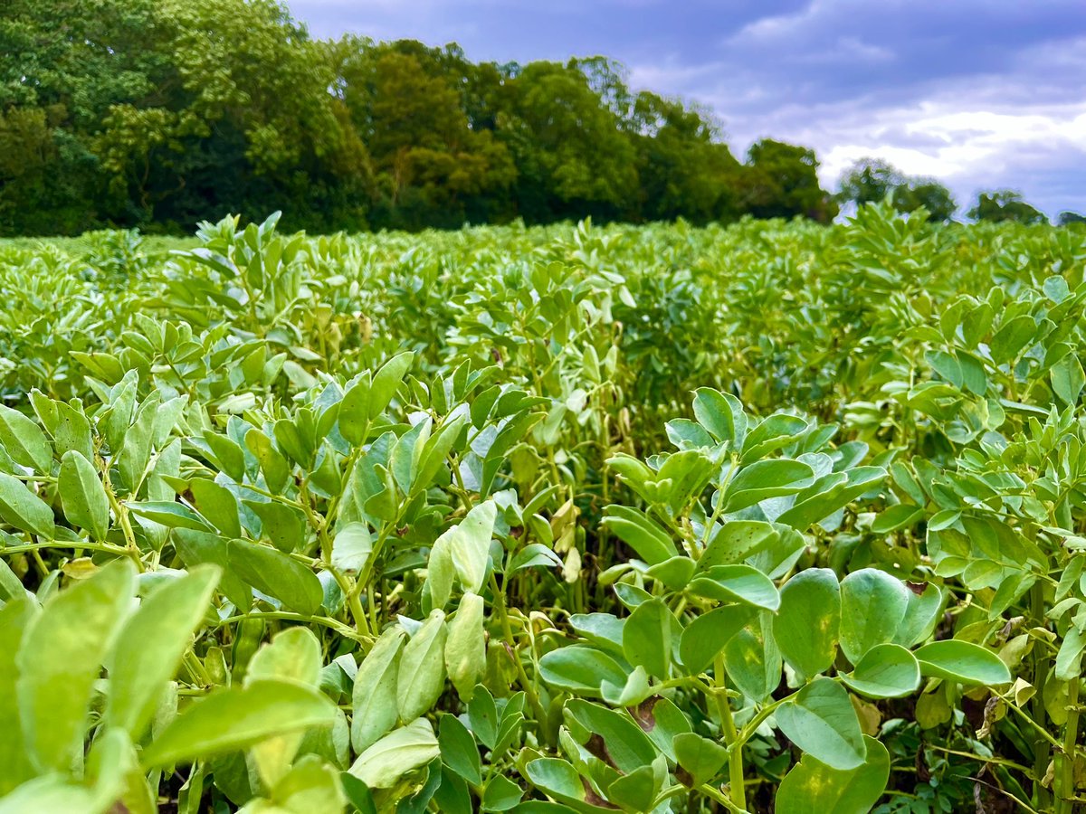 📣 #PhD opportunity w Pete Iannetta @AgroEcoAtJHI & me on doubling up #legumes! Looking at ➡️#ecosystem service benefits ➡️#soil health ➡️boosting #protein #yield Only avail to UK students, deadline 14 April More deets here 👉 urldefense.proofpoint.com/v2/url?u=https…
