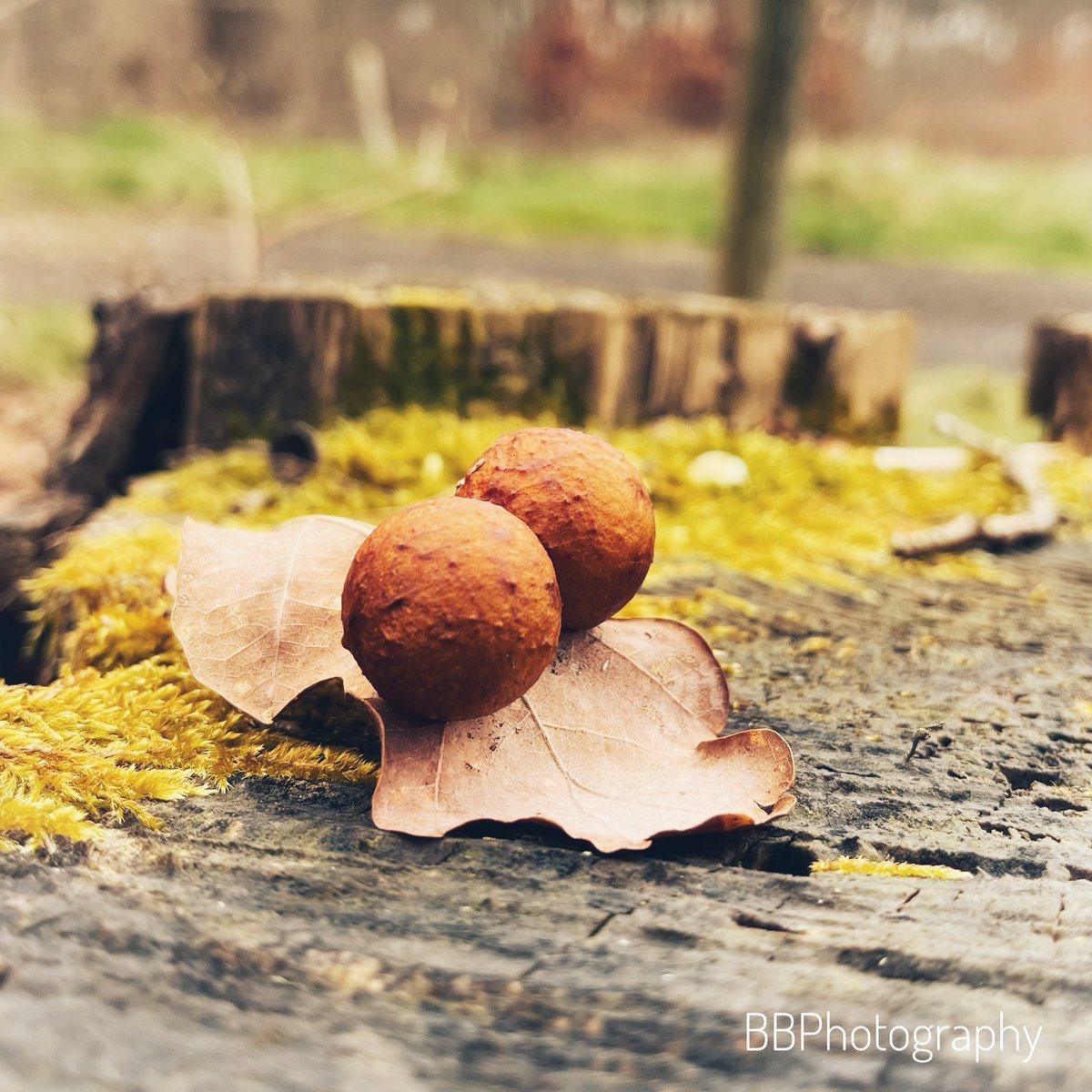 Oak Galls…..#photography #photographer #nikonphotography #nikon #nikonzfcmirrorless #nikonzfc #nikonzfcphotograpy #nikormc105 #naturephotograpy #naturelovers #nature #oakgalls