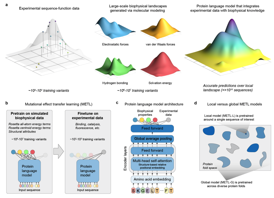 KevinKaichuang's tweet image. Compute Rosetta energies for protein variants and use them as pretraining targets to improve generalization on difficult protein property prediction tasks. 

@romerolab1  @anthonygitter