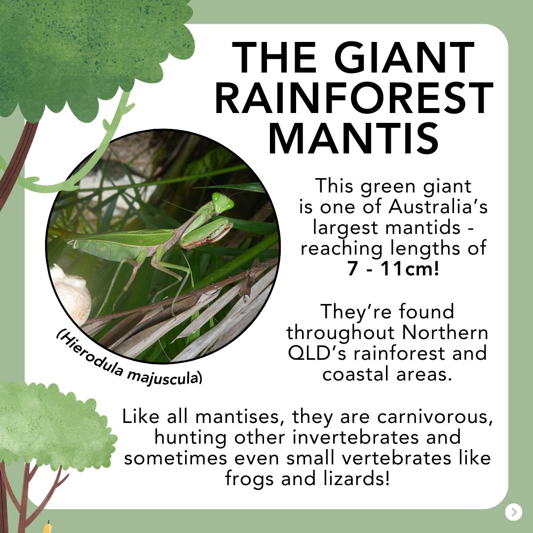 This International Day of Forests we are celebrating the Giant Rainforest Mantis. Globally, forests provide crucial habitat and new technological innovations are needed to halt deforestation. Image Credit: Donald Hobern. Thanks to @Minibeast_Wild for the insect info #ForestDay
