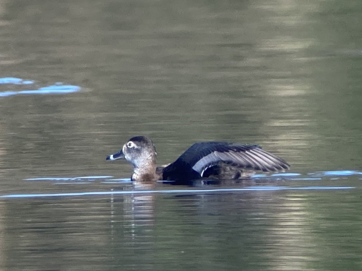 I never thought it would happen, but for the first time, I’ve recorded 5 species of aythya on my patch. A Pochard joined the Lesser Scaup this evening. Two Greater Scaup still and the highlight was this Ring-necked Duck which showed well for the first time this winter @BirdGuides