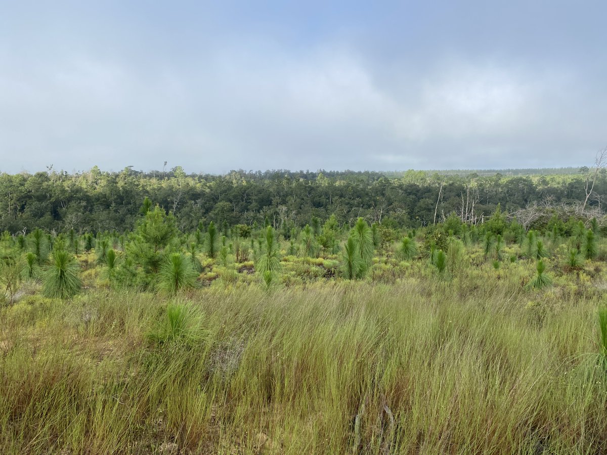 Great news, we've secured the Cola River Land &amp; Timber property, spanning 750 acres of precious ecosystems &amp; wildlife. Thanks to funders &amp; @FLDEP, it connects Torreya State Park with TNC’s Apalachicola Bluffs and Ravines Preserve. Cheers to thriving lands &amp; biodiversity hotspots!