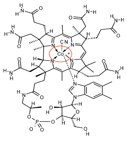 vitamin b12 is so weird
- all life depends on it
- only bacteria can make it
- it has cobalt in it

all DNA and nerves would be fubared without trace amounts of cobalt in soil