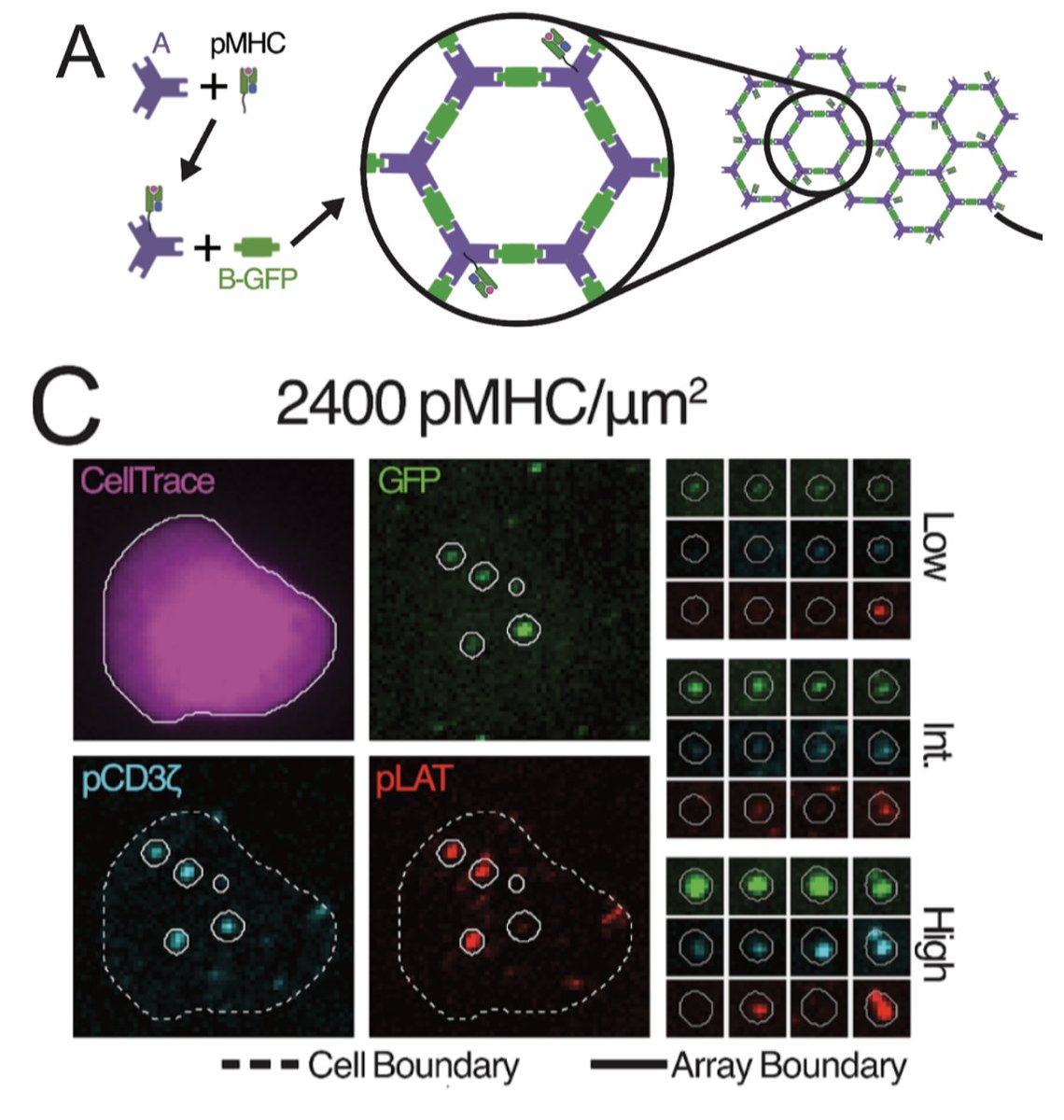 To test this prediction, we performed experiments using a designed protein array made by @Arielbs100@UWproteindesign, to display pMHCs to T cells at defined spacing and copy number.  (9/n)