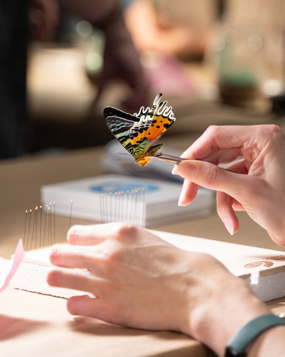 Looking to pick up a new hobby? We've got you covered! Become a specimen pinning pro this weekend with a hands-on Entomology Pinning Workshop. bit.ly/48z6NHz