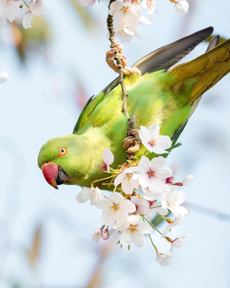 SOScotorras's tweet photo. Ha llegado la prima Vera. 😍🦜🌳🌸🌼🐦🕊️🍀#sincotorrasnohayprimavera #tratoético #primavera 📷 jorendejager https://t.co/whyiEK1tZ6