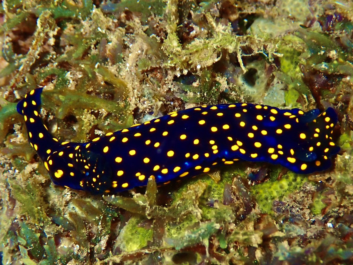 Some of the most beautiful nudibranchs I’ve ever encountered, all from one snorkel in Baja Mexico. Elysia diomedea, Felimare agassizii, and Felimare californiensis. Upped the saturation in pic 1 for some serious psychedelics. E. diomedea, like other Elysia sp., is photosynthetic!