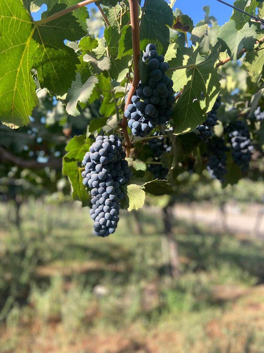 Pergola-trained Petite Sirah at Santa Rita in Maipo. They wanted to plant Syrah but in 1990 UC Davis didn’t have any, so they settled for Petite Sirah, thinking it a clone. Of course it’s entirely different, but it worked, so they now make the 100% varietal Bougainville from it.