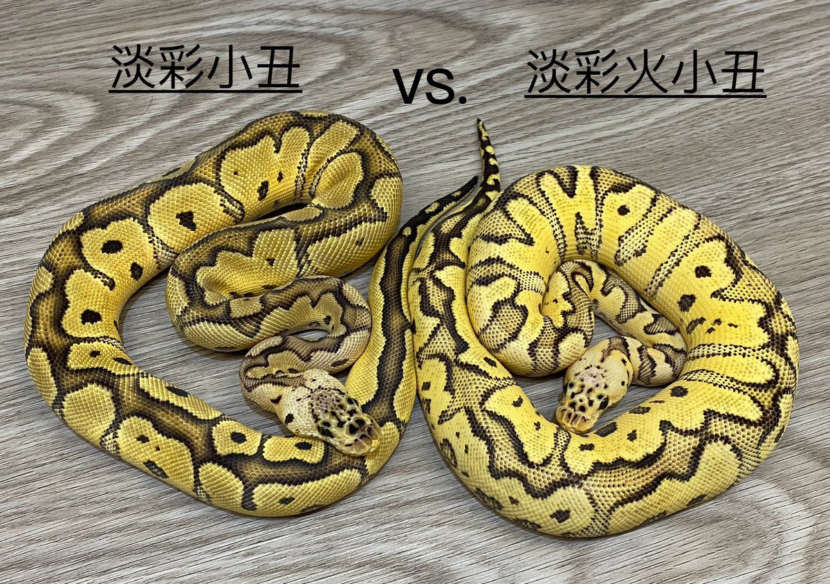 moreballpython's tweet image. 《超級比一比🔥淡彩小丑VS.淡彩火小丑》

這篇比較其實是在看加了火🔥的差異，火很多時候在基因組合中有提亮的效果，淡彩+火更有加成的效果，就如其名-螢火蟲（淡彩火），夜間打著燈的傢伙就是亮眼啊！😍

#球蟒 #小丑球蟒 #爬蟲 #螢火蟲小丑 #蛇 #特寵 #蟒蛇 #ballpython #clownballpython