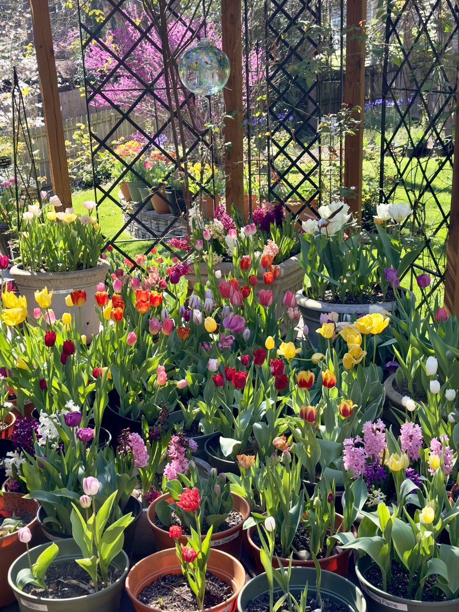 willies_dad's tweet photo. @urbanponds101 I took this picture yesterday on the first day of spring. I may have a bit of a tulip obsession. https://t.co/vyzcDQIoBK