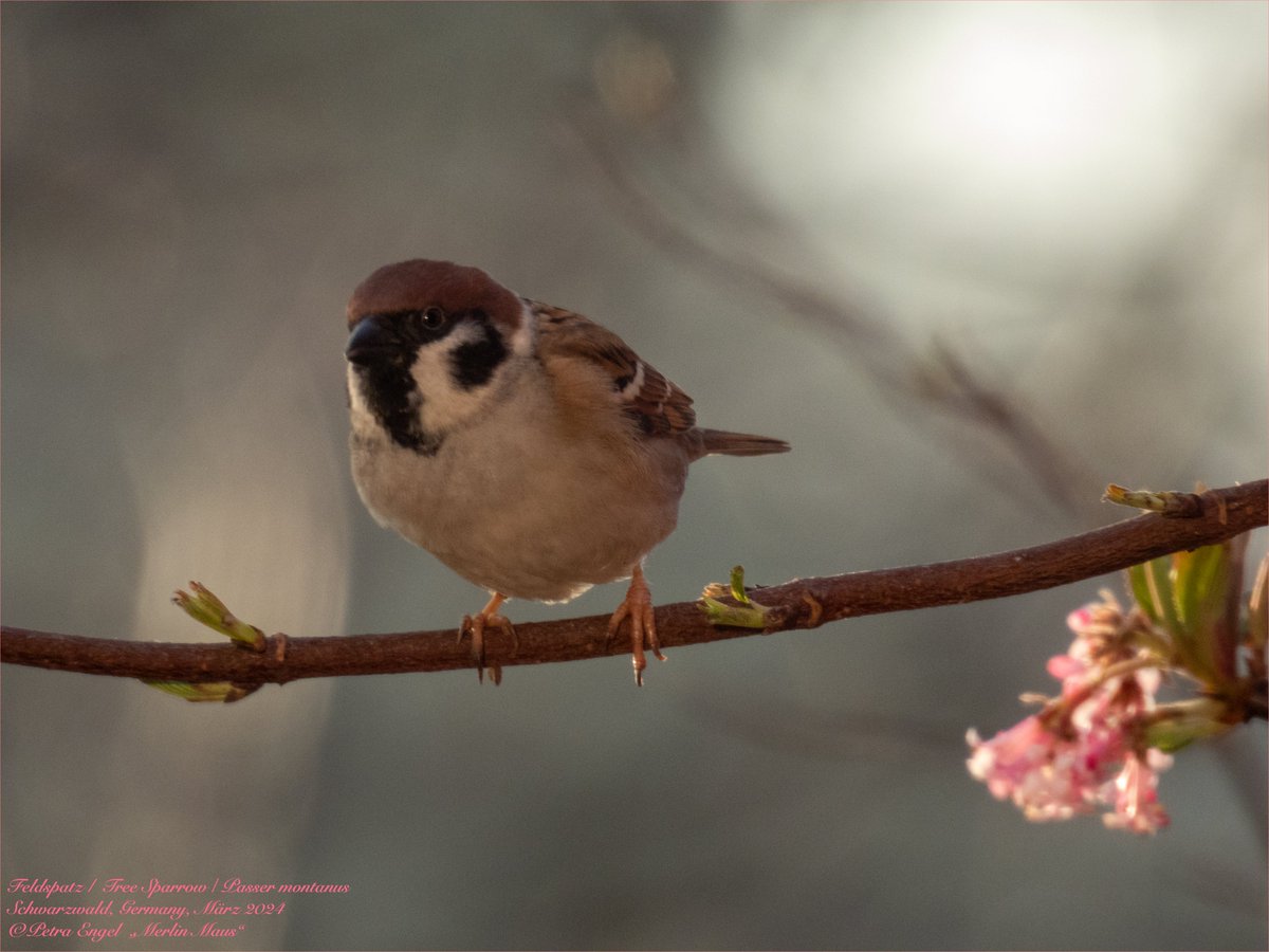 Good Afternoon ☀️
Happy #WorldSparrowDay2024 & #SpringEquinox2024 🪻
Tree Sparrow in the soft morning light  
🇩🇪Feldsperling
#birdwatching #BirdsOfTwitter #BirdTwitter #TwitterNatureCommunity #birds #NaturePhotograhpy #birdwatching #naturelovers #birdphotography #WorldSparrowDay